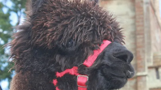 Arkadia Alpacas - Great Ground Farm