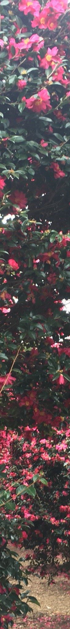 为美里山茶树群-西归浦市