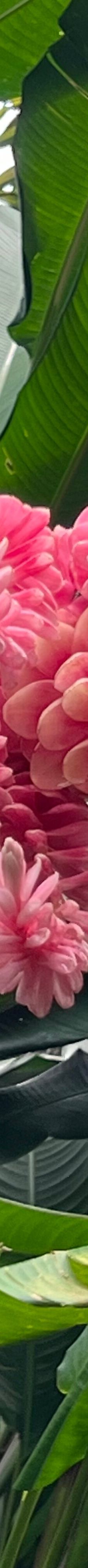 Jardin Creole-勒马兰