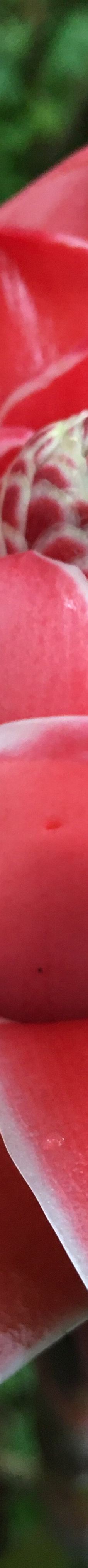 Jardin Creole-勒马兰