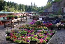 Duncraig Nursery购物图片