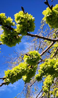 Gore Public Gardens-戈尔