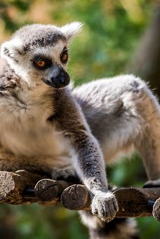 Selwo Aventura-埃斯特波纳