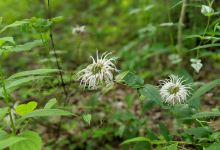 Chinquapin Trail景点图片