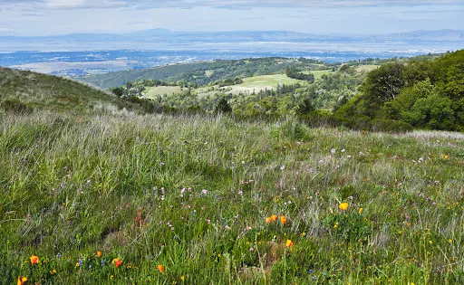 Russian Ridge Open Space Preserve