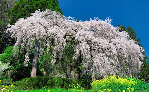 中越家のしだれ桜