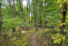 Wampler Park (Massillon Parks & Recreation)景点图片