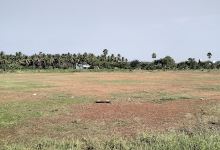ILAYARAJA Cricket Club景点图片