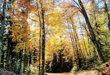 Bois de la Vulpillière景点图片