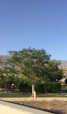 Garden gras-尼兹瓦