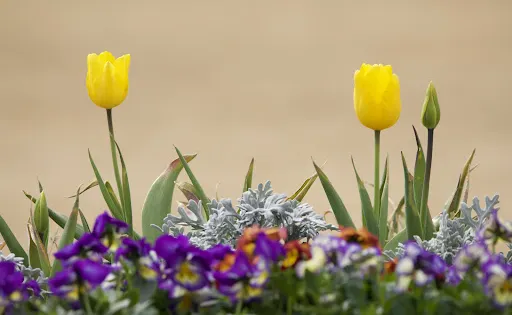 しまね花の郷