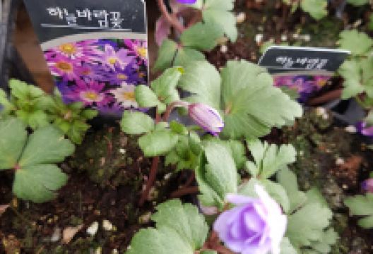 Orchid Town Arboretum景点图片