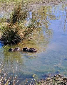 Bruce Starker Arts Park And Natural Area-科瓦利斯