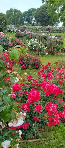 日本最大 鹿屋玫瑰园-鹿屋市