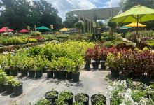 DeBary Nursery购物图片
