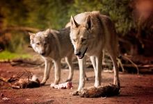 Orkwolf UK 🇬🇧景点图片