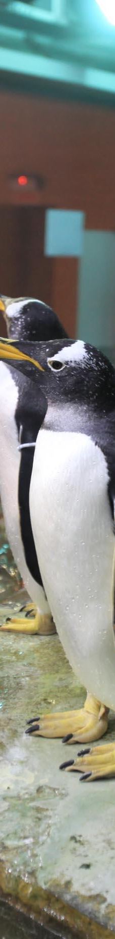 瓦伦西亚海洋公园-瓦伦西亚