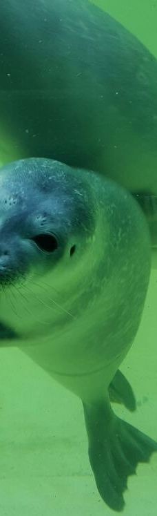 Seehundstation und Waloseum-诺德代希