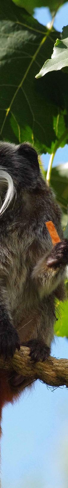 Twycross Zoo-阿瑟斯通