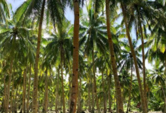 Dako Island景点图片