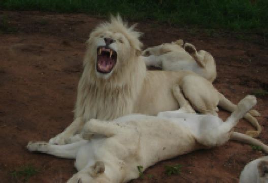 Mama Tau White Lions Breeding Project景点图片