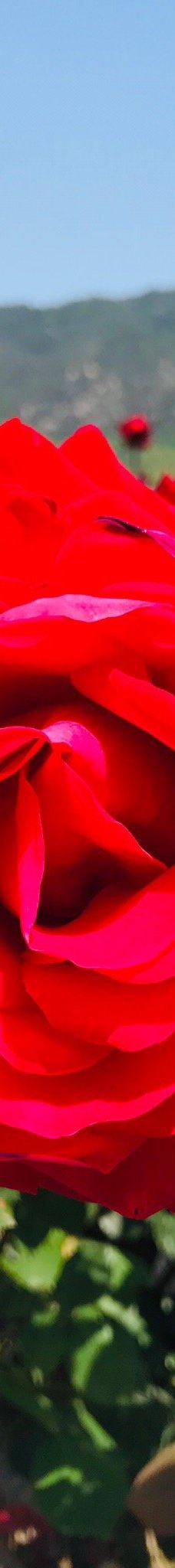 Yoshiumi Rose Park-今治市