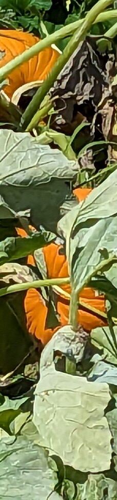 菅野农场-上富良野町