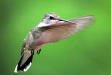 Tucson Audubon's Paton Center for Hummingbirds景点图片