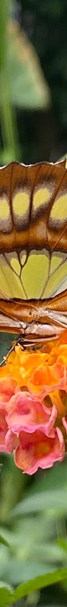 Casa delle Farfalle-米兰马瑞提那