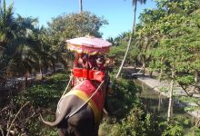 Damnoen Saduak Elephant Village景点图片