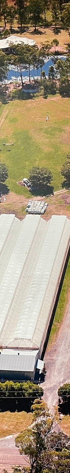 Ricardoes Tomatoes-Blackmans Point