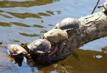 Lake Braddock景点图片