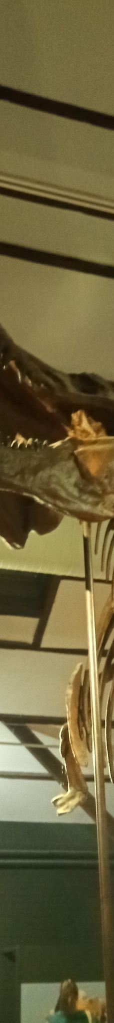 Musee des Dinosaures 'Dinosauria'-埃斯佩拉扎