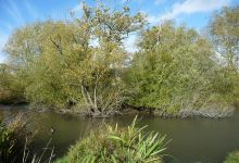 Island Pond Wood景点图片