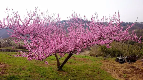 花鳥山