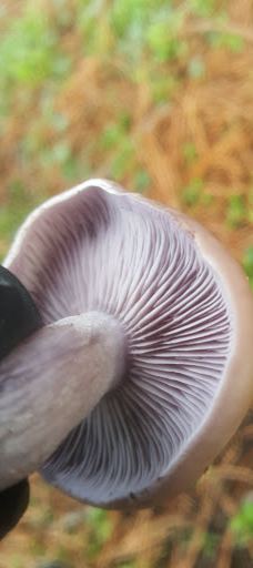 Willamalane Park-斯普林菲尔德