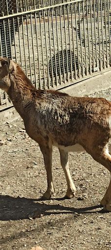 Tiergehege Waldhaus-莫尔斯多夫-泰希沃尔夫拉姆斯多夫