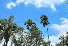 Buffalo Park景点图片