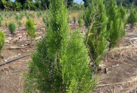 Azucenas Floristería Plantas购物图片