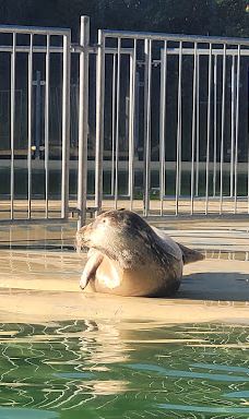 Seehundstation und Waloseum-诺德代希