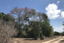 Lagoa do Cordeiro景点图片