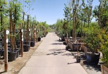 Star Nursery Garden Center购物图片
