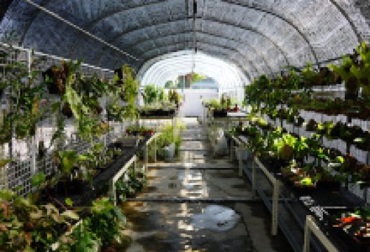 AugustFame Plant Nursery购物图片