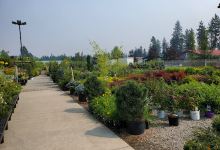 Aspen Nursery购物图片