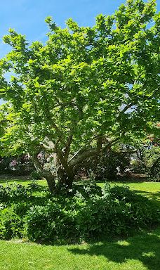 Gore Public Gardens-戈尔