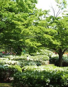 Matsugachi Park-长井市