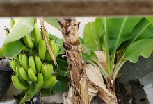 Parque Belinda / Belinda Park景点图片