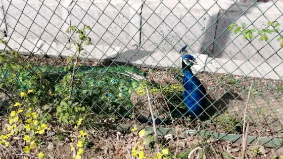 北秀公園-動物觀賞區