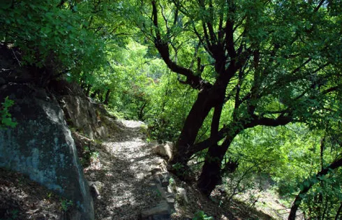 濟源市原始森林景區