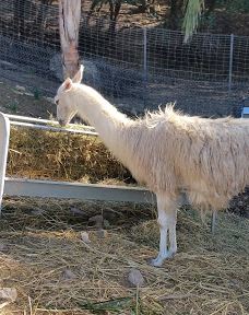 La Pequeña África-加的斯省